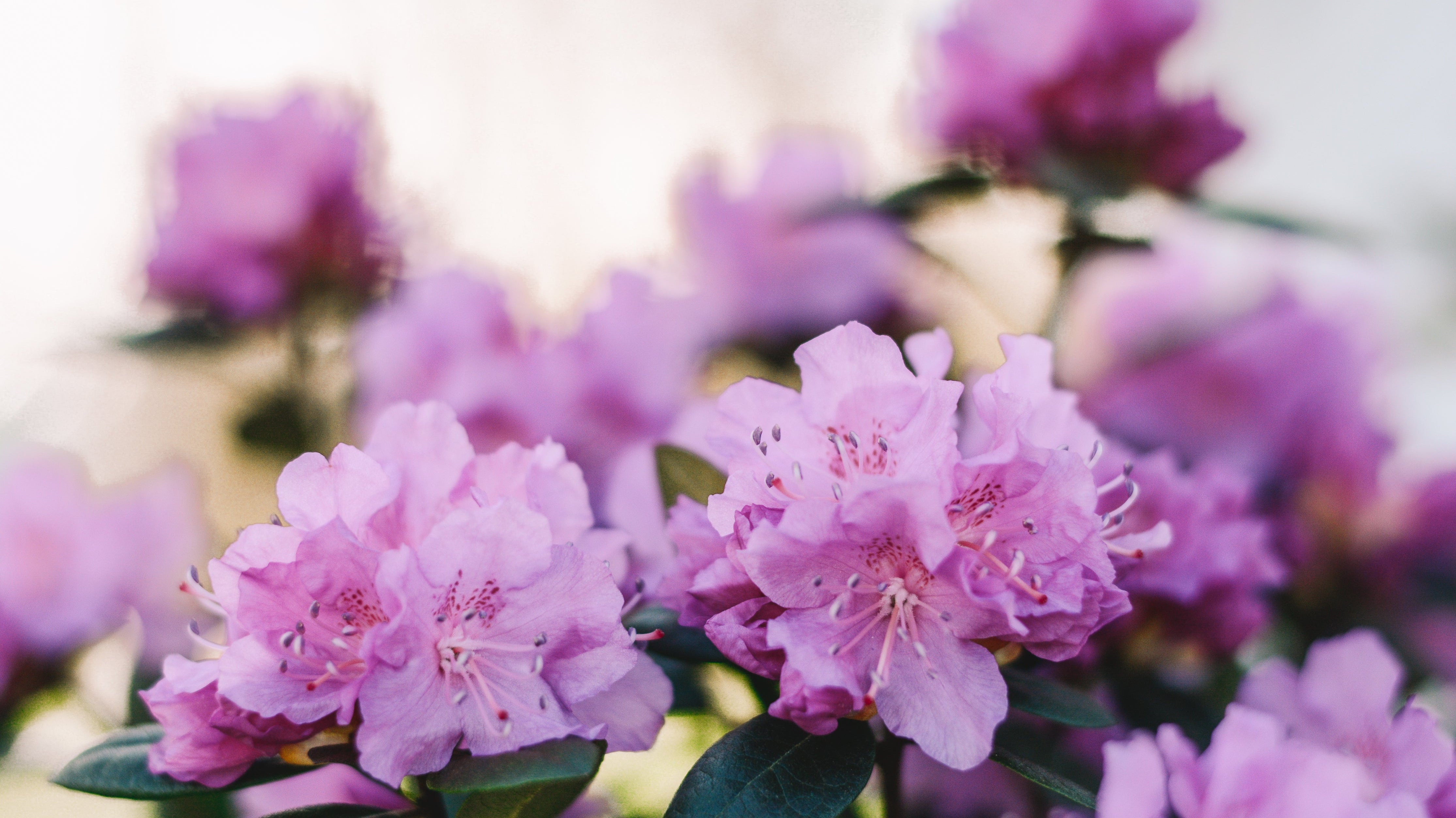 Freshen Up Your Space: Embracing Spring Colors in Interior Design